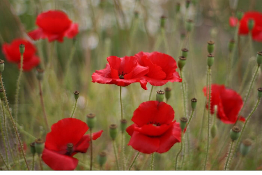 2021 Tall Poppy Virtual Experience Primary Years 5/6