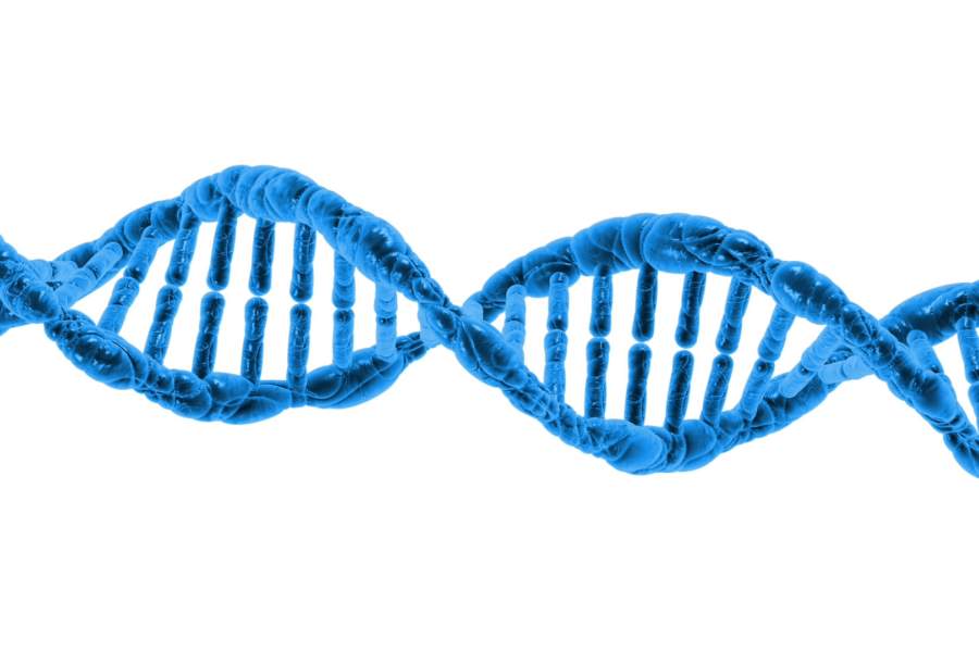 Biology Unit 3 AOS 1 - What is the role of nucleic acids and proteins in maintaining life?