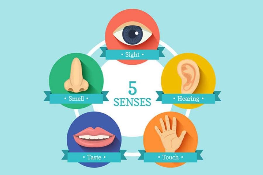 Exploring the Senses